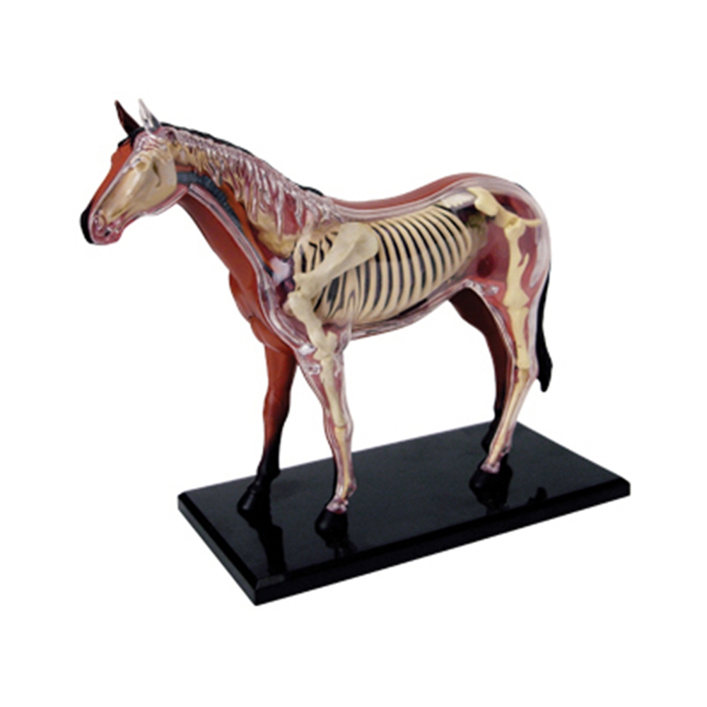 Tier Orgel Anatomie Modell 4D  – Science Toy Bewertung und Preis